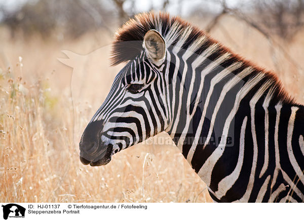 Steppenzebra Portrait / HJ-01137
