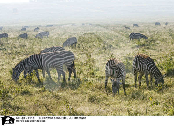 Herde Steppenzebras / herd of plains zebras / JR-01445