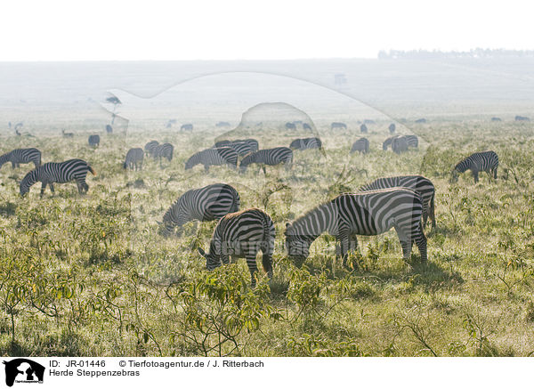 Herde Steppenzebras / herd of plains zebras / JR-01446