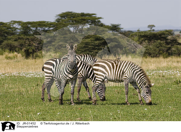 Steppenzebras / plains zebras / JR-01452
