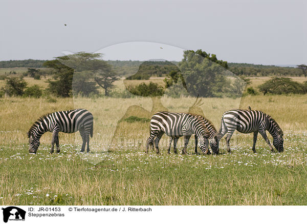 Steppenzebras / plains zebras / JR-01453