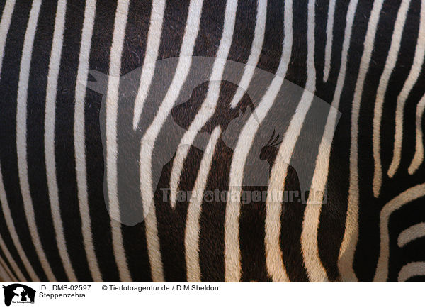 Steppenzebra / plains zebra / DMS-02597