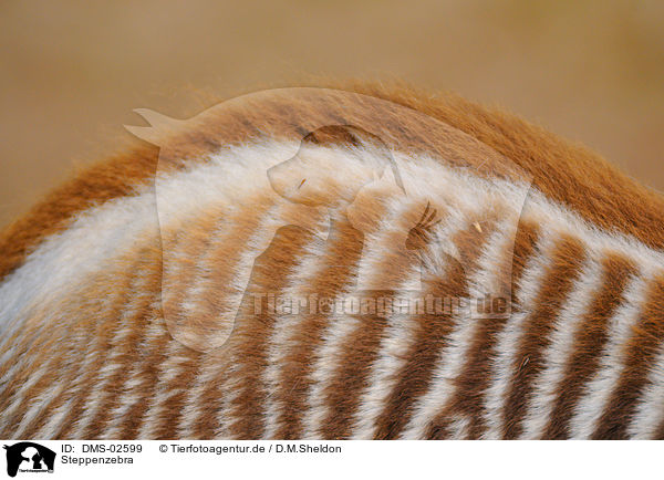 Steppenzebra / plains zebra / DMS-02599