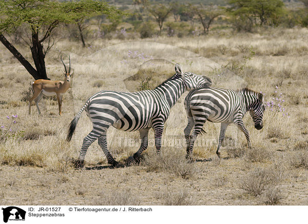 Steppenzebras / plains zebras / JR-01527