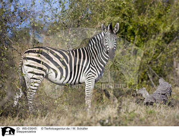 Steppenzebra / WS-03645