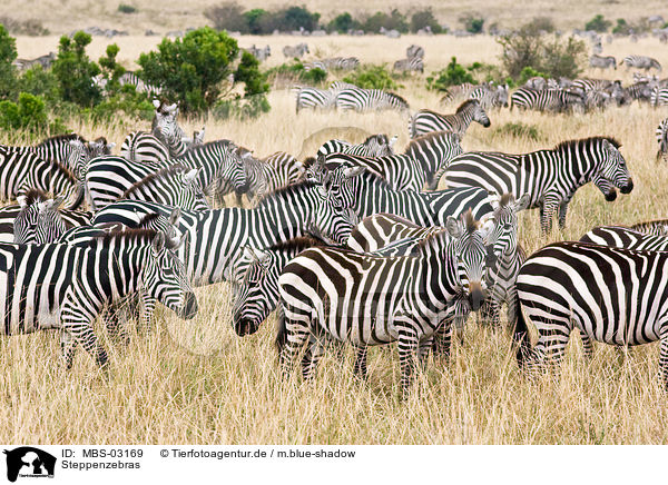 Steppenzebras / plains zebras / MBS-03169