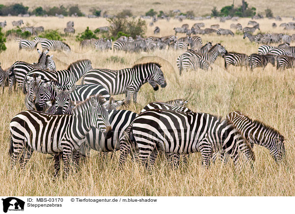 Steppenzebras / MBS-03170