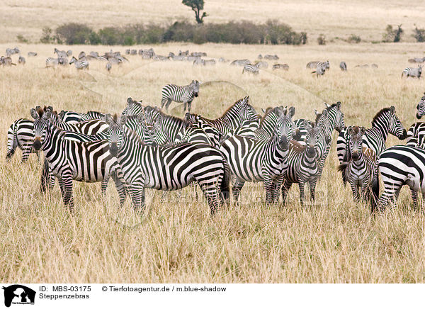 Steppenzebras / plains zebras / MBS-03175
