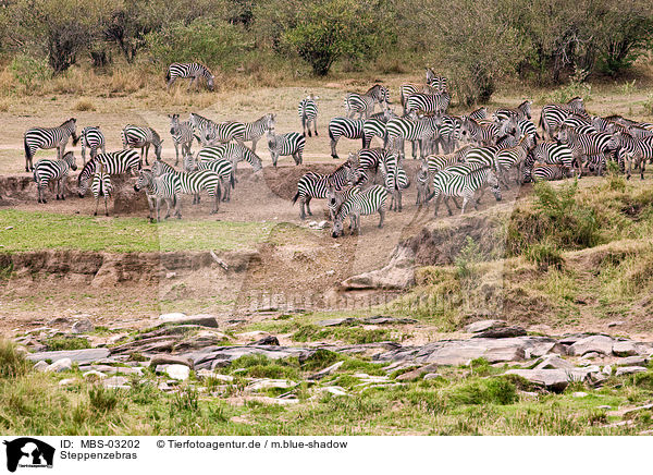 Steppenzebras / MBS-03202