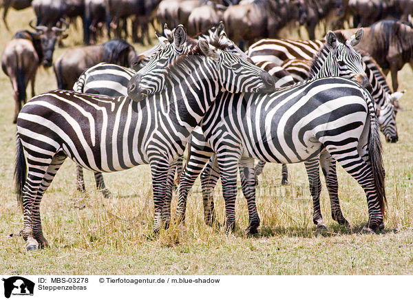 Steppenzebras / plains zebras / MBS-03278