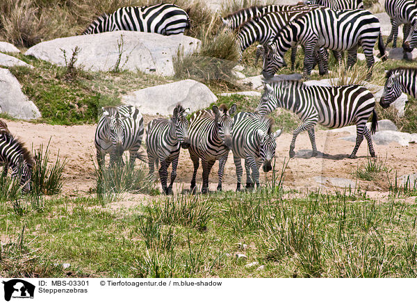 Steppenzebras / plains zebras / MBS-03301