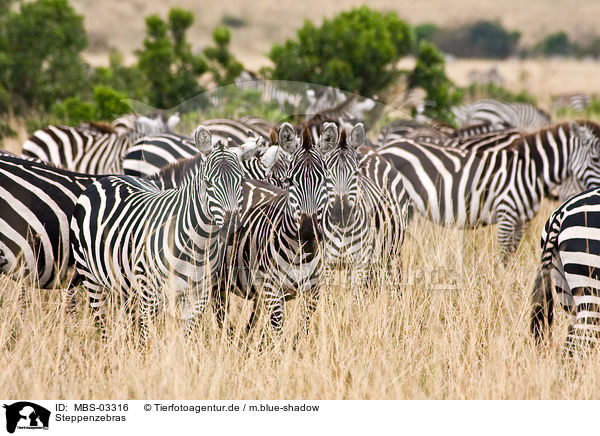 Steppenzebras / MBS-03316