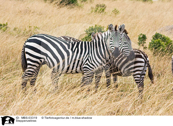 Steppenzebras / MBS-03319