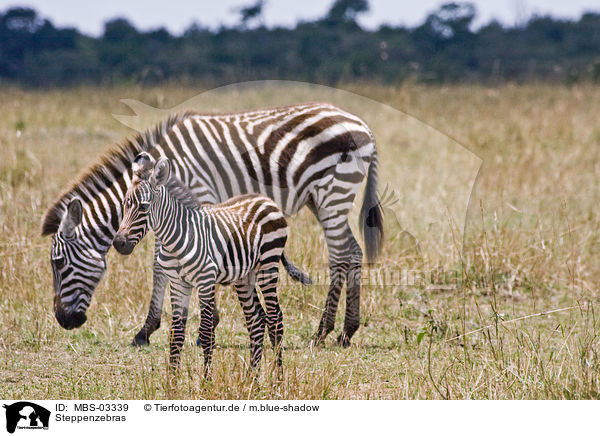 Steppenzebras / plains zebras / MBS-03339
