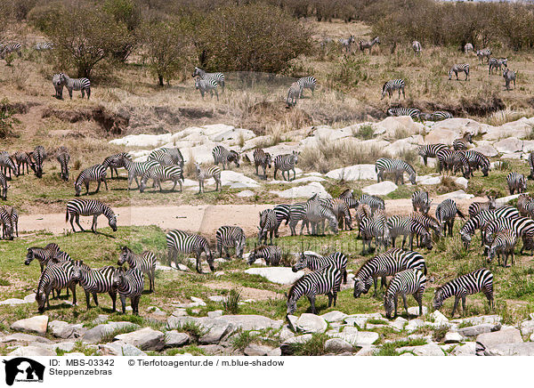 Steppenzebras / MBS-03342