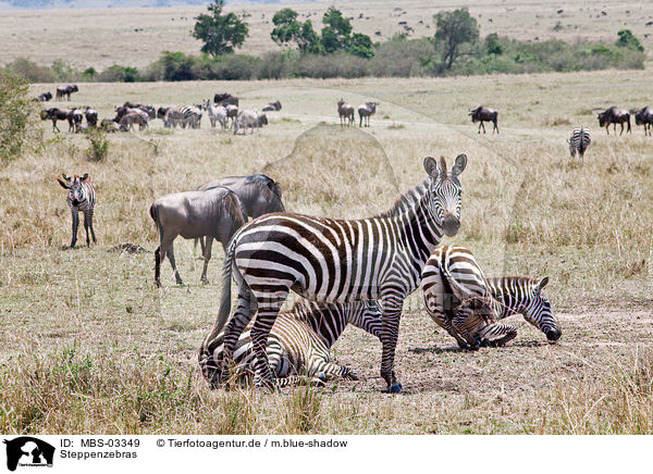 Steppenzebras / plains zebras / MBS-03349