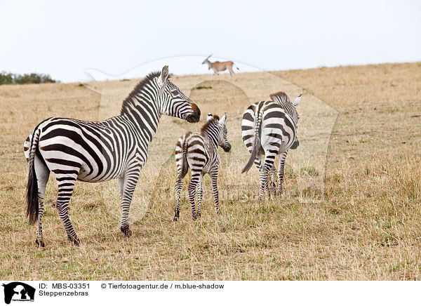 Steppenzebras / plains zebras / MBS-03351