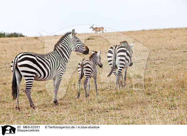 Steppenzebras / MBS-03351