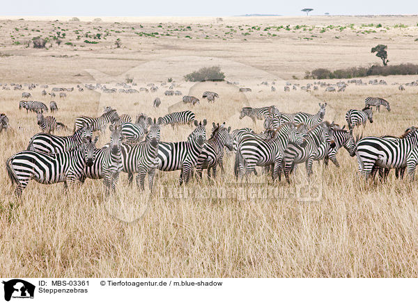 Steppenzebras / plains zebras / MBS-03361