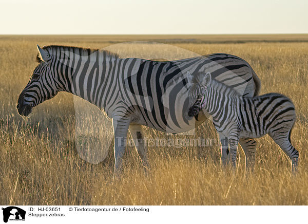 Steppenzebras / plains zebra / HJ-03651