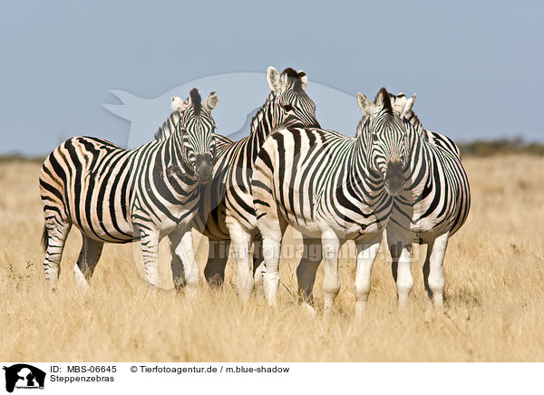 Steppenzebras / plains zebras / MBS-06645