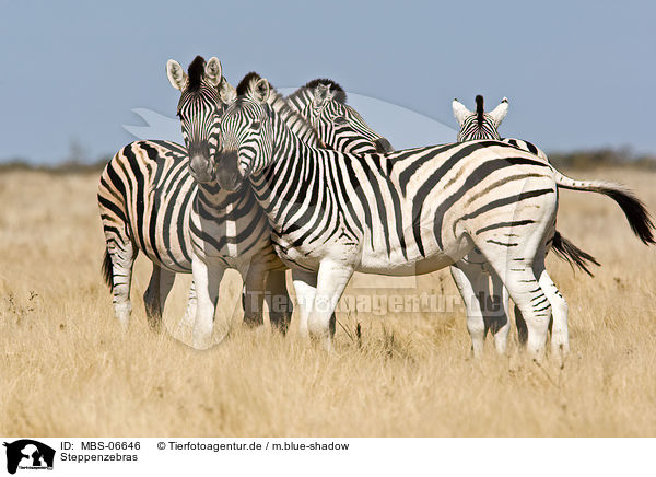 Steppenzebras / plains zebras / MBS-06646