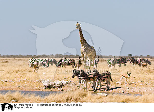 Steppenzebras / plains zebras / MBS-06653