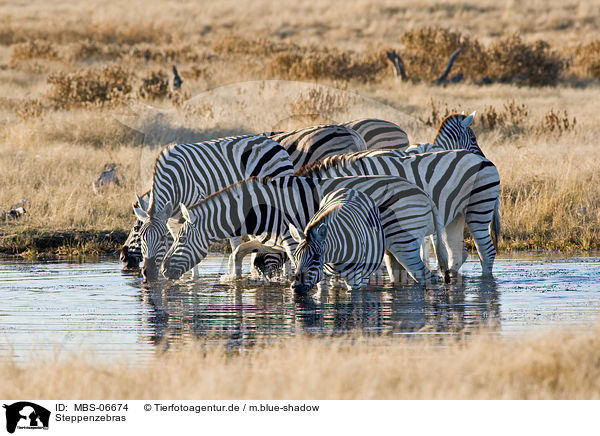 Steppenzebras / plains zebras / MBS-06674