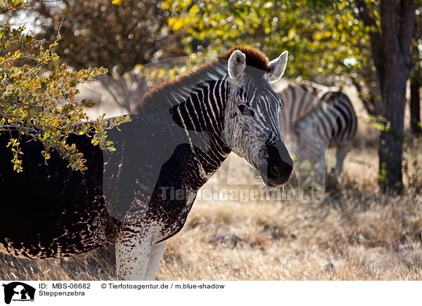 Steppenzebra / plains zebra / MBS-06682