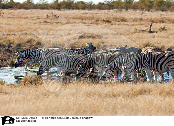 Steppenzebras / plains zebras / MBS-06685