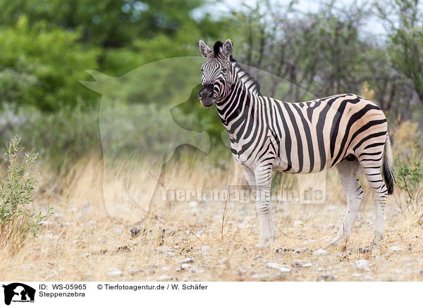 Steppenzebra / plains zebra / WS-05965