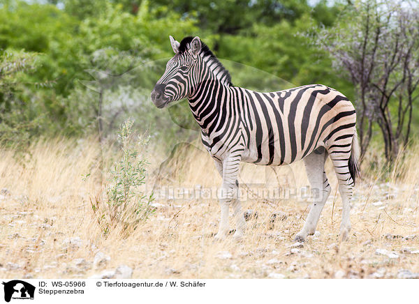 Steppenzebra / plains zebra / WS-05966