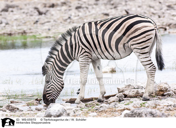 trinkendes Steppenzebra / drinking plains zebra / WS-05970