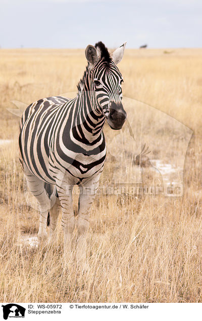Steppenzebra / WS-05972