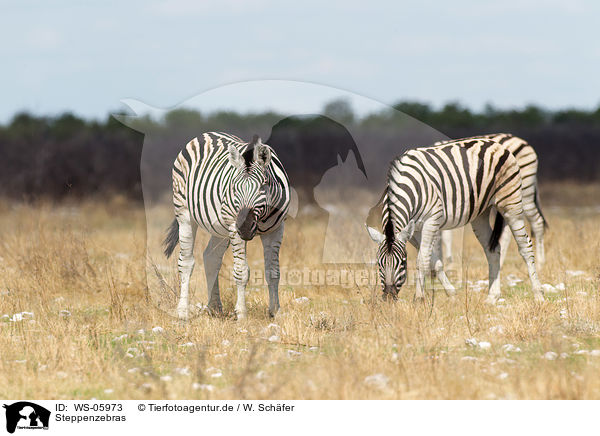 Steppenzebras / plains zebras / WS-05973