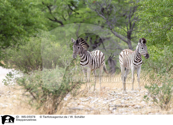 Steppenzebras / plains zebras / WS-05978