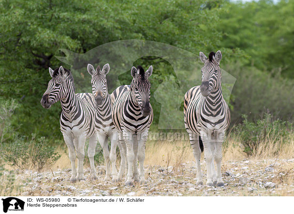 Herde Steppenzebras / herd of plains zebras / WS-05980