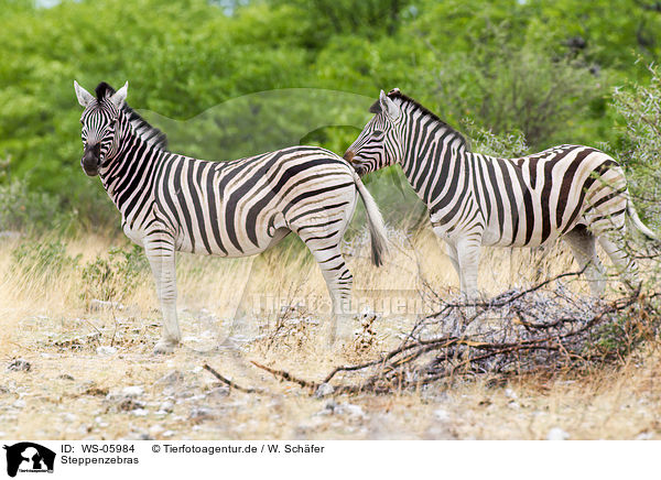 Steppenzebras / plains zebras / WS-05984