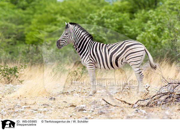 Steppenzebra / plains zebra / WS-05985