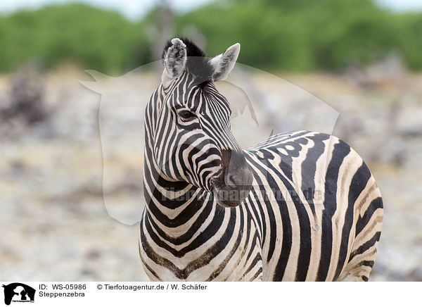 Steppenzebra / plains zebra / WS-05986