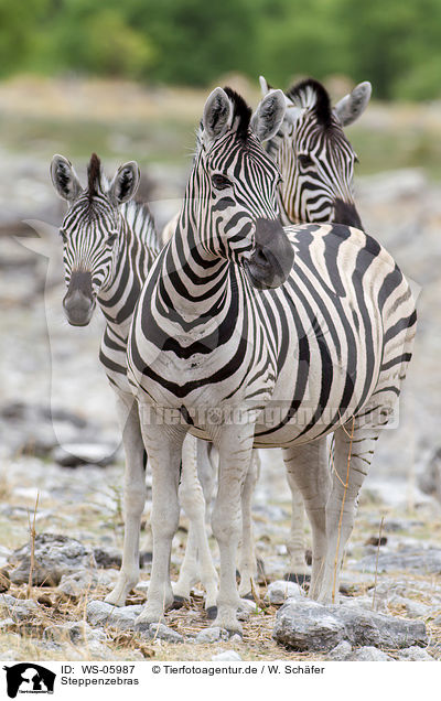 Steppenzebras / WS-05987