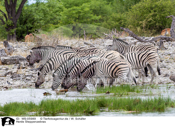 Herde Steppenzebras / WS-05989