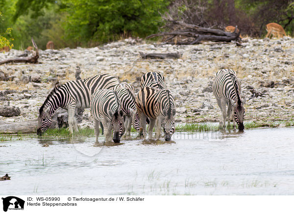 Herde Steppenzebras / WS-05990