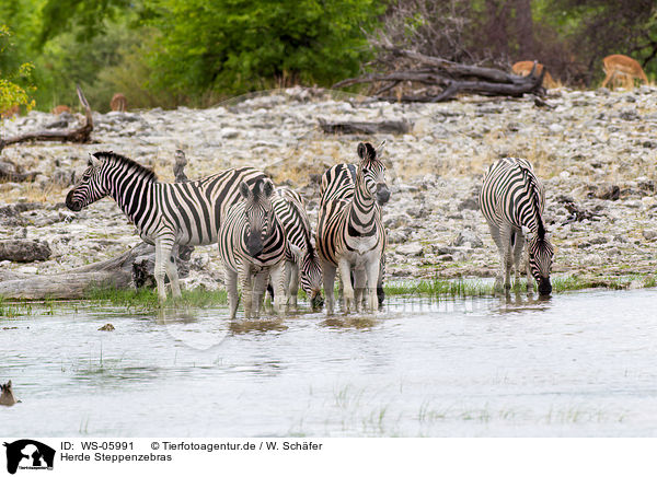 Herde Steppenzebras / herd of plains zebras / WS-05991