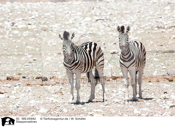 Steppenzebras / WS-05992