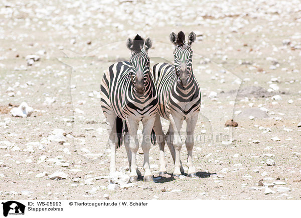 Steppenzebras / plains zebras / WS-05993