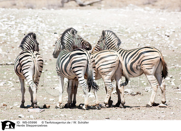 Herde Steppenzebras / herd of plains zebras / WS-05996