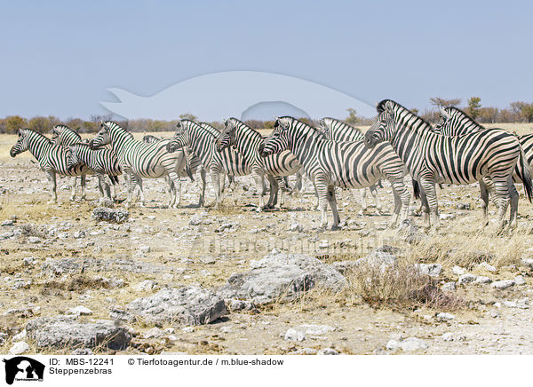 Steppenzebras / MBS-12241