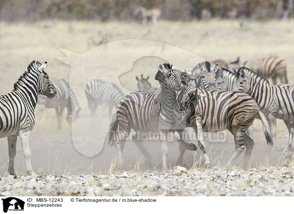 Steppenzebras / plains zebras / MBS-12243