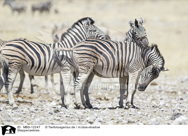 Steppenzebras / plains zebras / MBS-12247